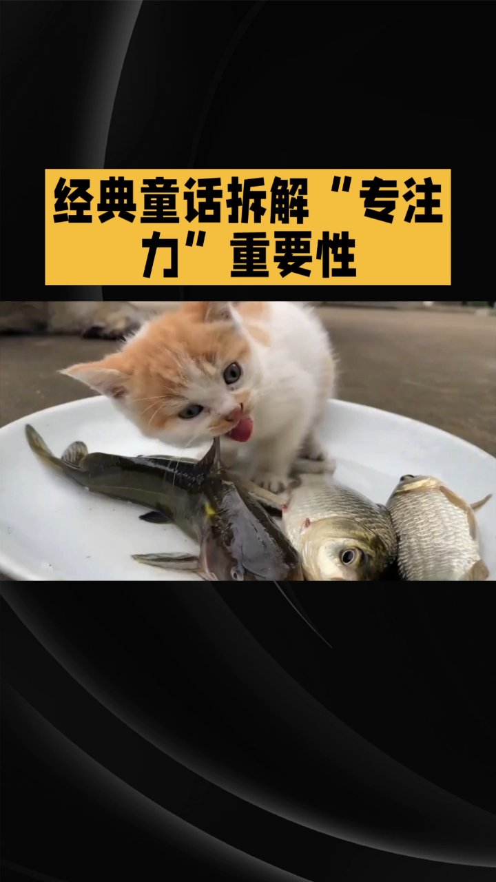 小花猫学钓鱼,专注才有收获