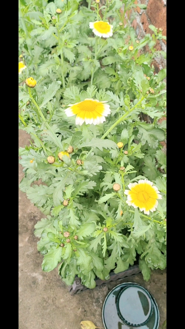 漂亮的茼蒿菜花!