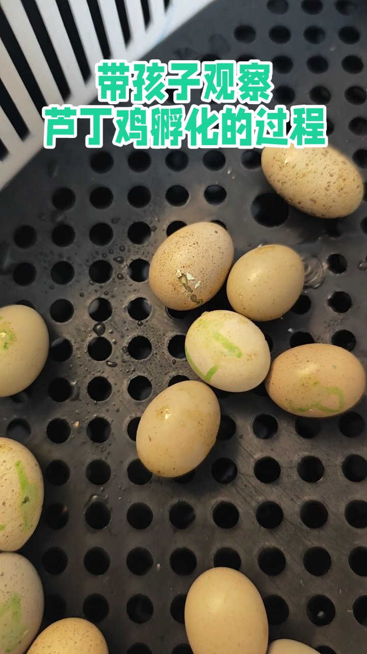 带孩子观察芦丁鸡孵化的过程