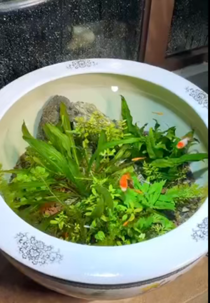 观鱼缸生态景圆缸藏秀似仙寰,水草摇青映石间。锦鲤悠然嬉碧藻,