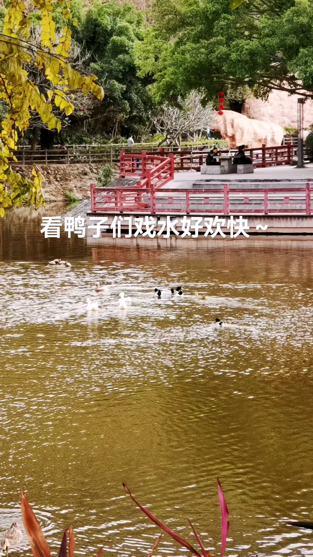 在风景如画的地方看鸭子们戏水好欢快呀!