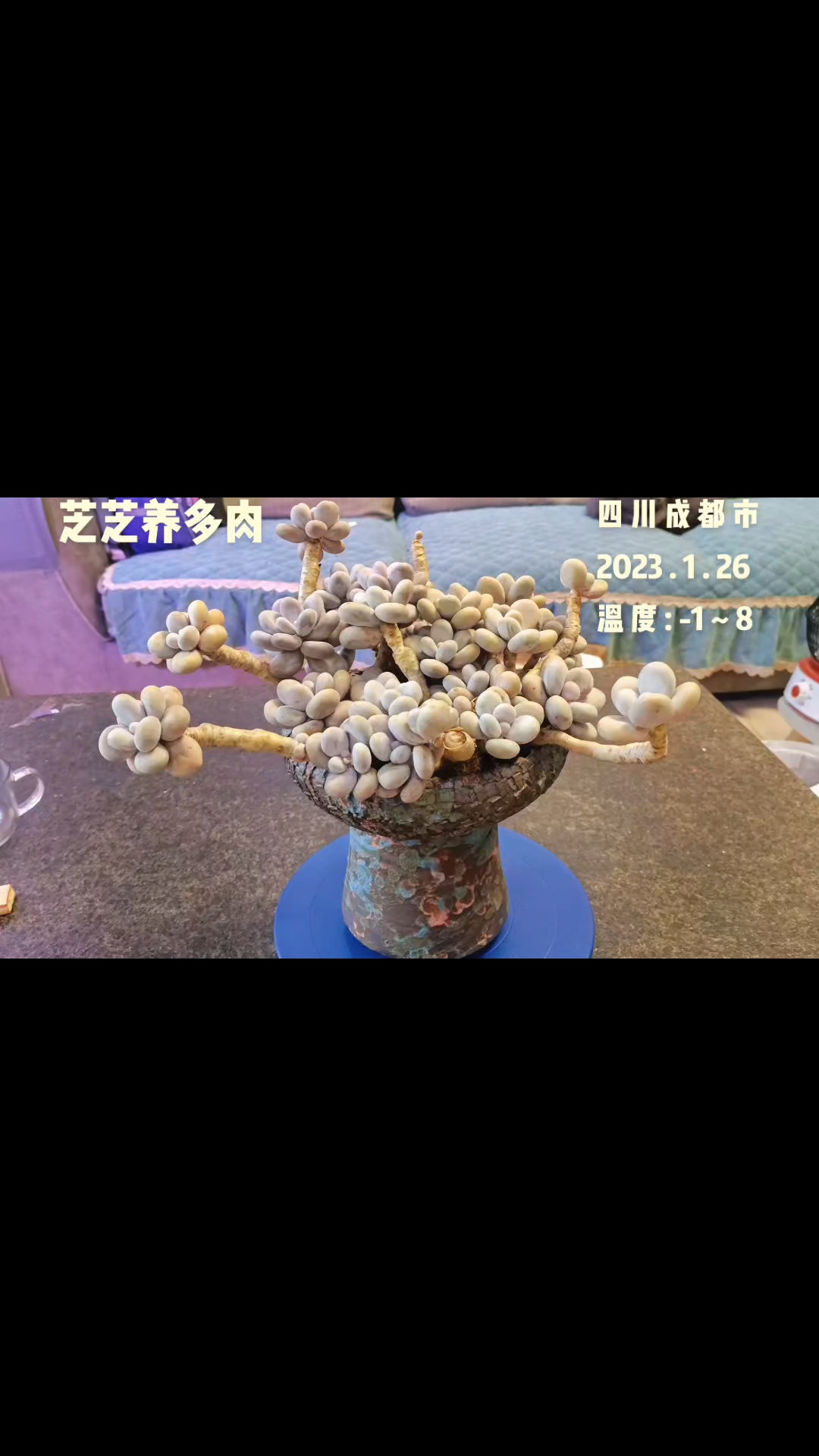 大号的多肉,全是老庄只不是过去年度夏的时候有些晒伤了掰掉了。