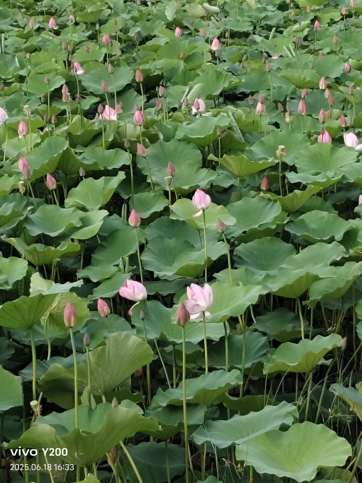 你们那里的荷花开了吗