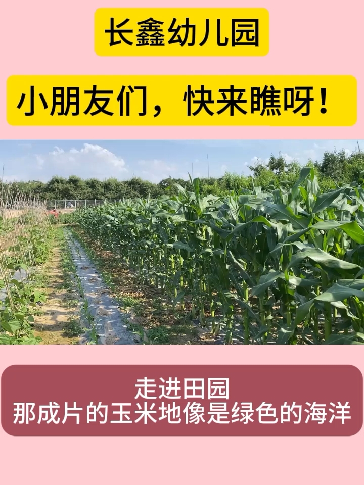幼儿园有机蔬菜,快来瞧一瞧