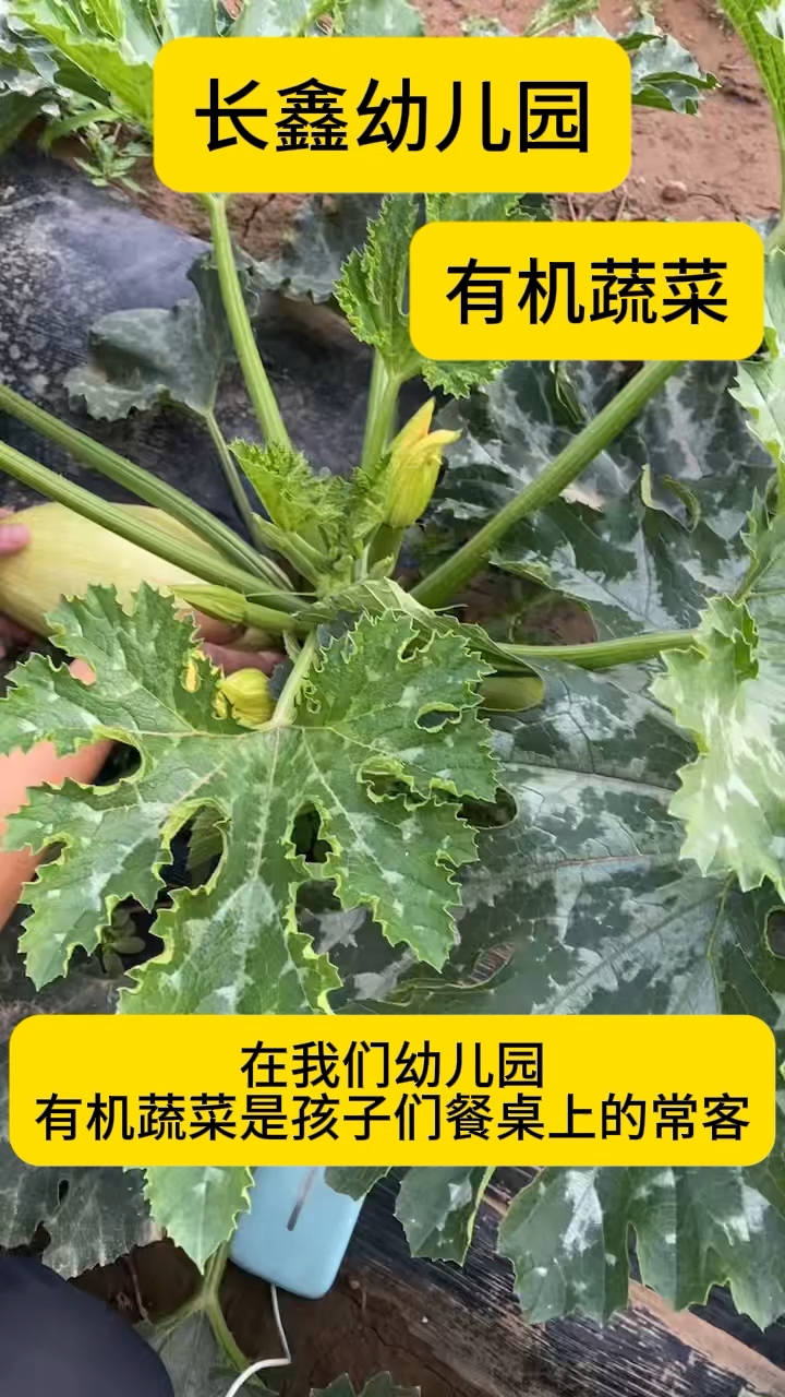 幼儿园餐桌上的有机蔬菜,快来品尝吧
