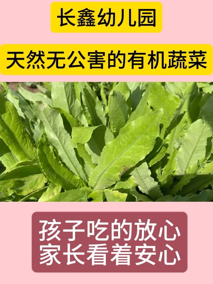 幼儿园有机蔬菜
