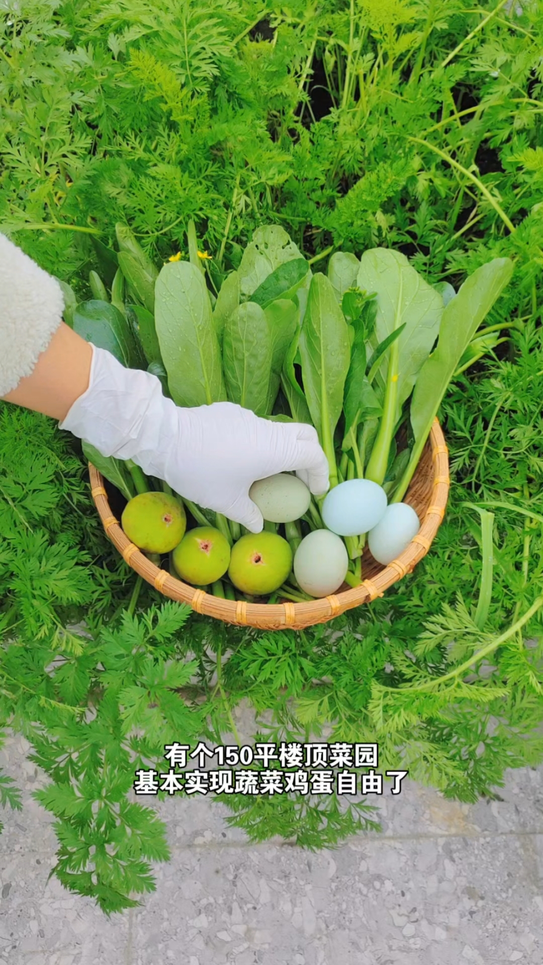成都150平楼顶菜园︱已经实现蔬菜鸡蛋自由啦