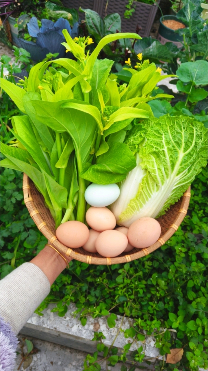 楼顶菜园摘菜捡蛋,小鸡出壳12只了,都有鸡爸爸的大毛腿。