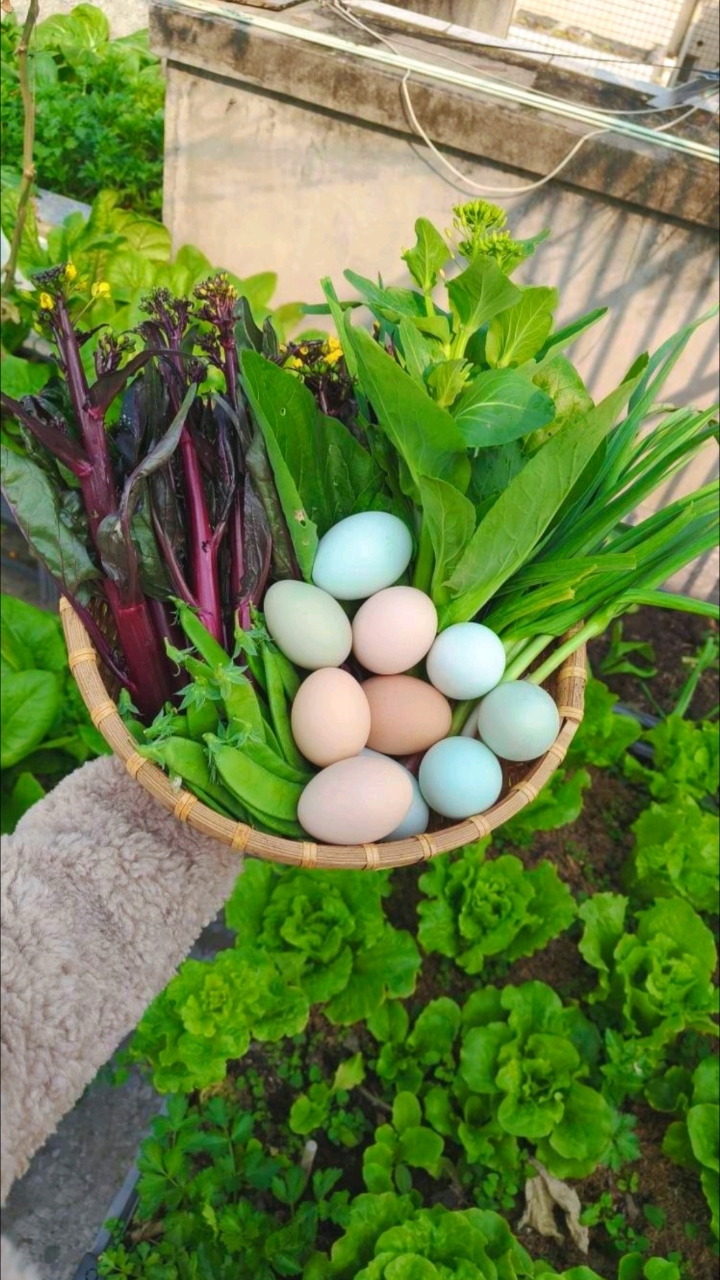 成都150平楼顶菜园︳基本实现蔬菜鸡蛋自由了