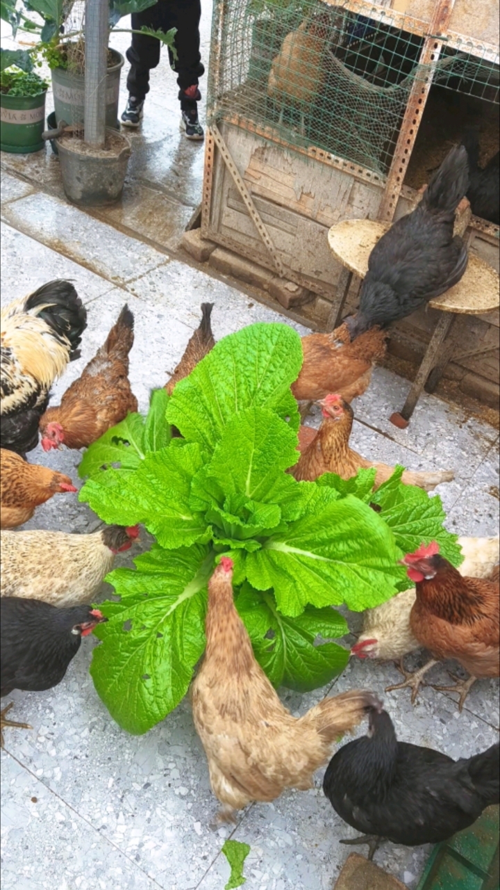 成都150平楼顶菜园︳养鸡种菜育苗堆肥,享受简单的田园生活