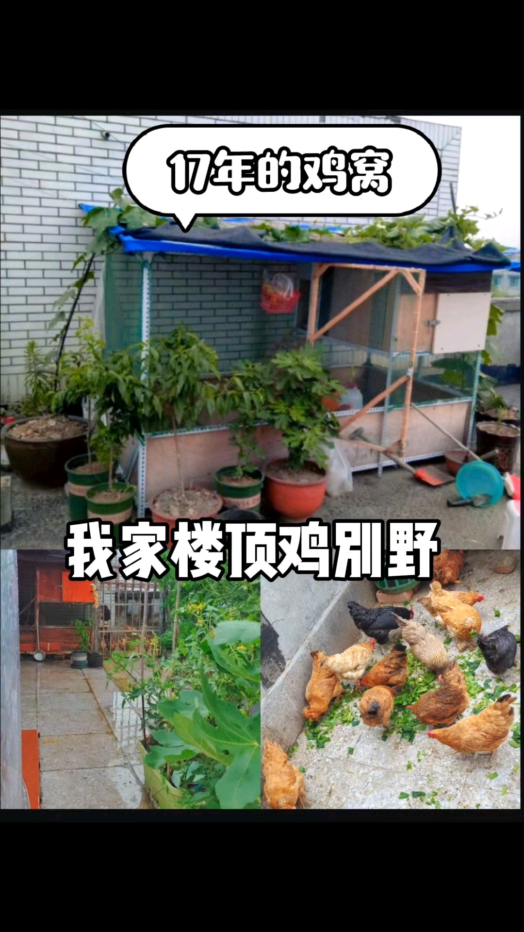 楼顶养鸡第8年,楼顶 鸡别