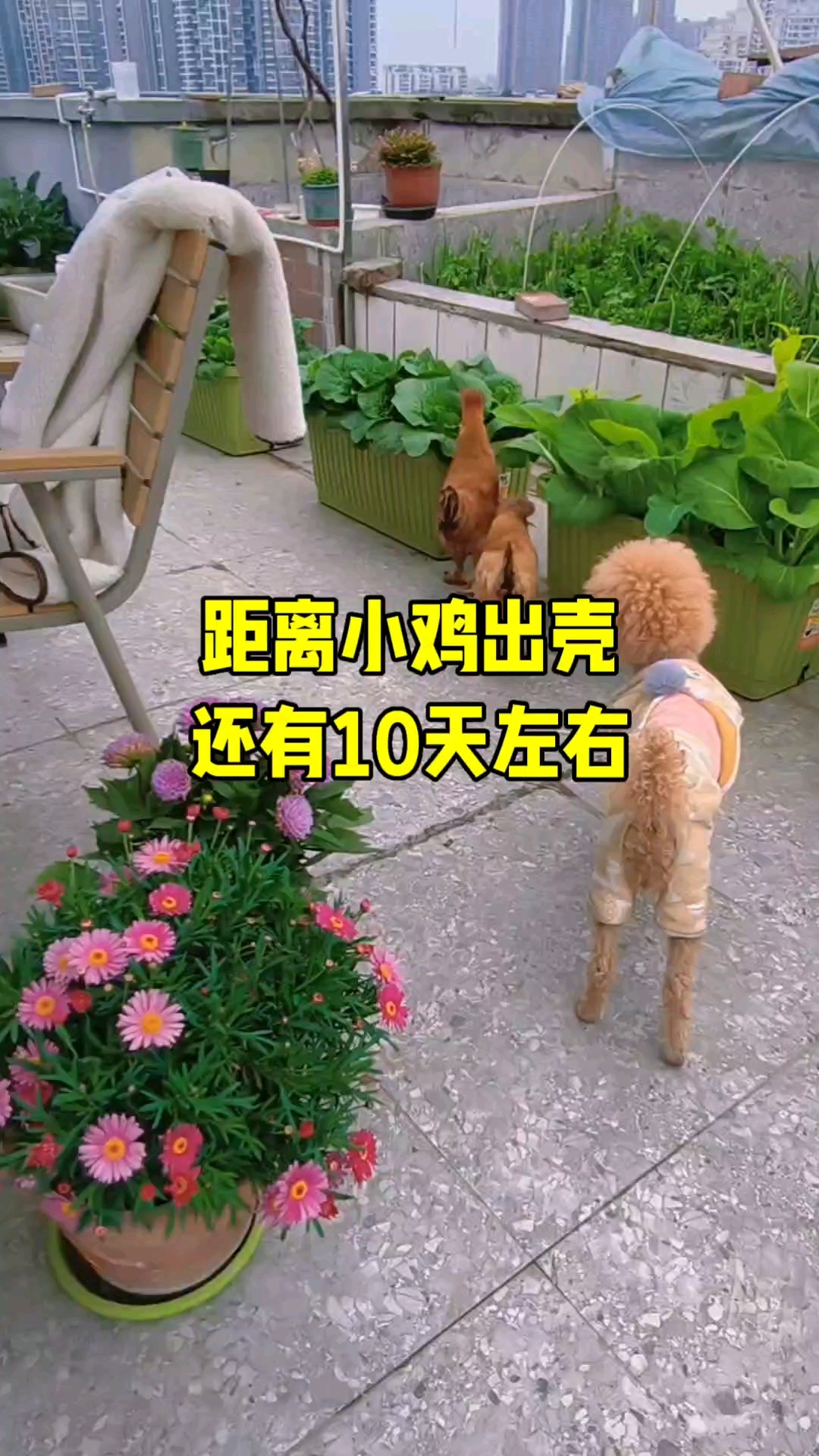 3只鸡抱窝终于稳定,照蛋能看到胚胎在游泳,小鸡10天左右出壳