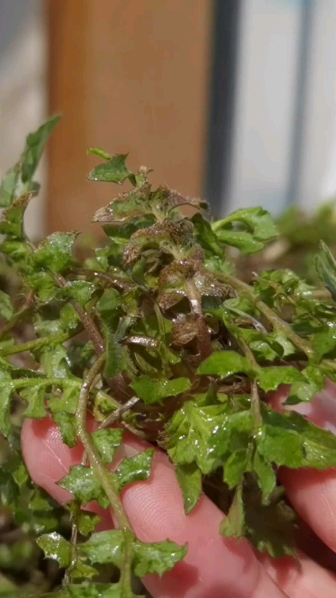 春天里大自然的馈赠,品味荠菜的神仙吃法