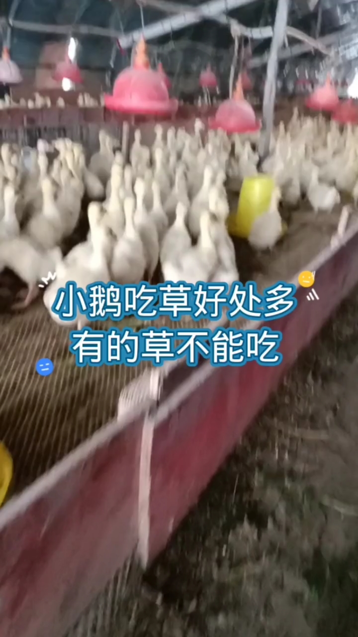 小鹅不能吃的几种草