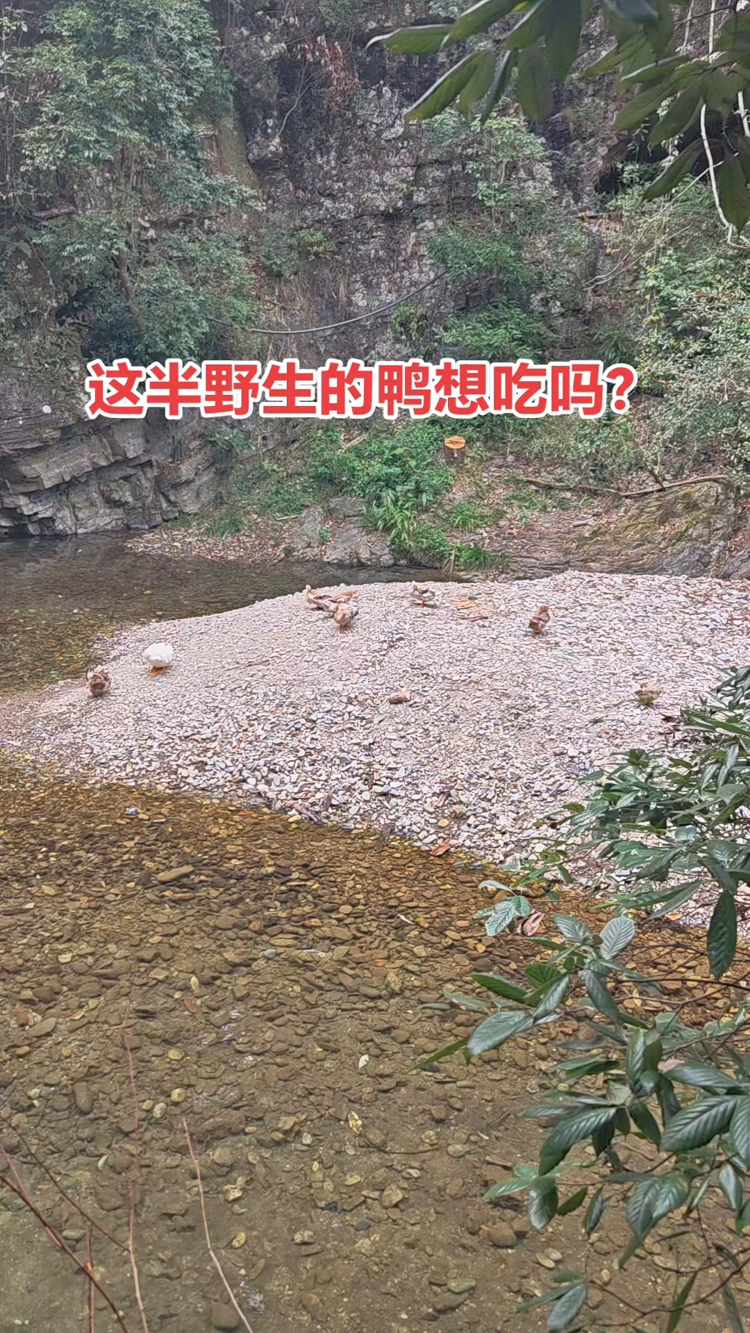 深山老林的山溪水放养的老鸭,想吃吗?自驾游随拍分享。