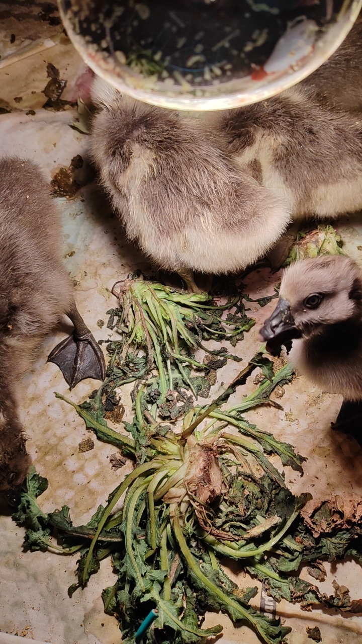 超市买的娃娃菜是有毒,有便便的狮头鹅都吃,为何娃娃菜一口未动