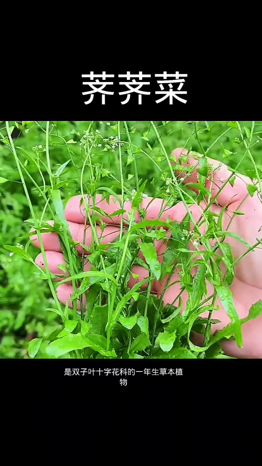 荠荠菜,植物,植物科普