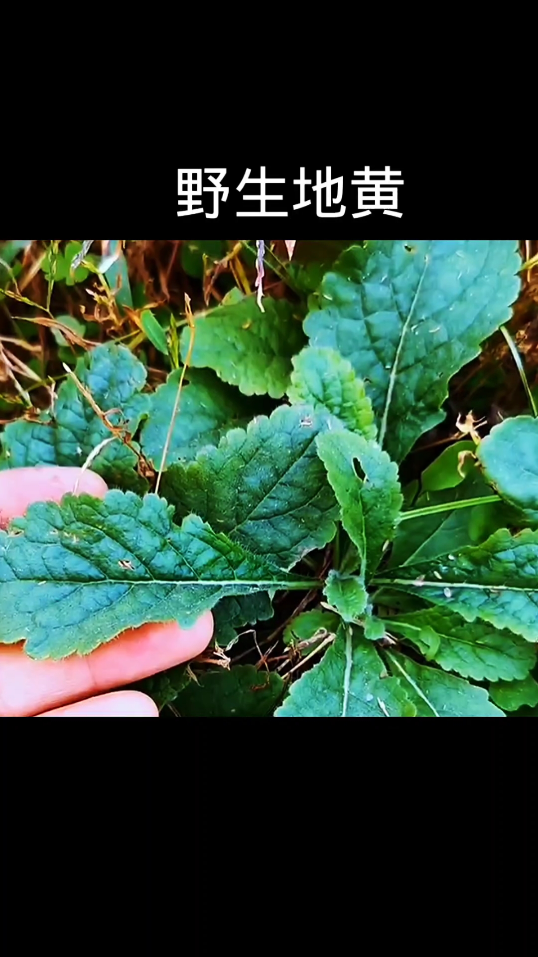 野生地黄,植物科普