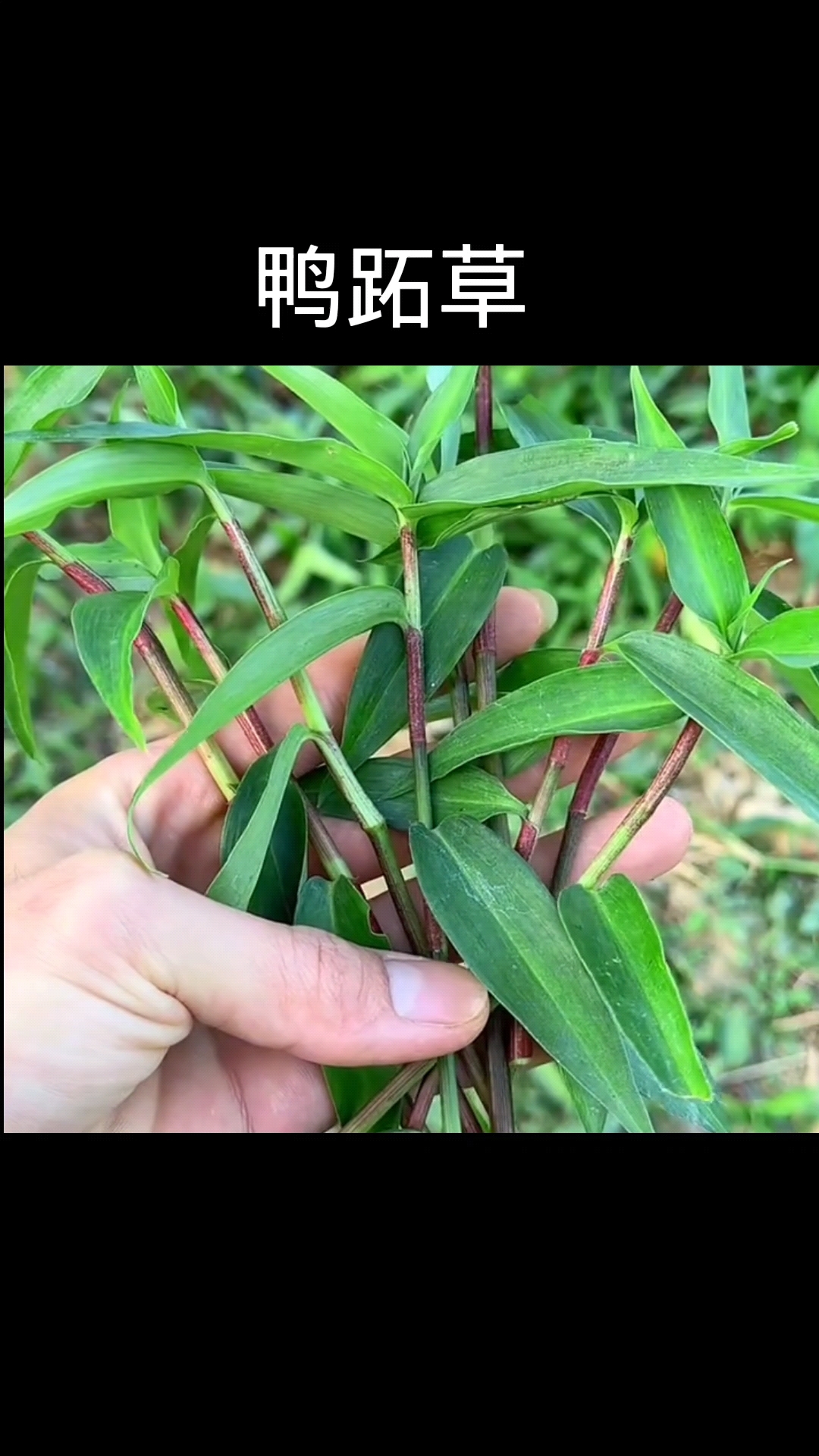 鸭跖草,植物科普,植物