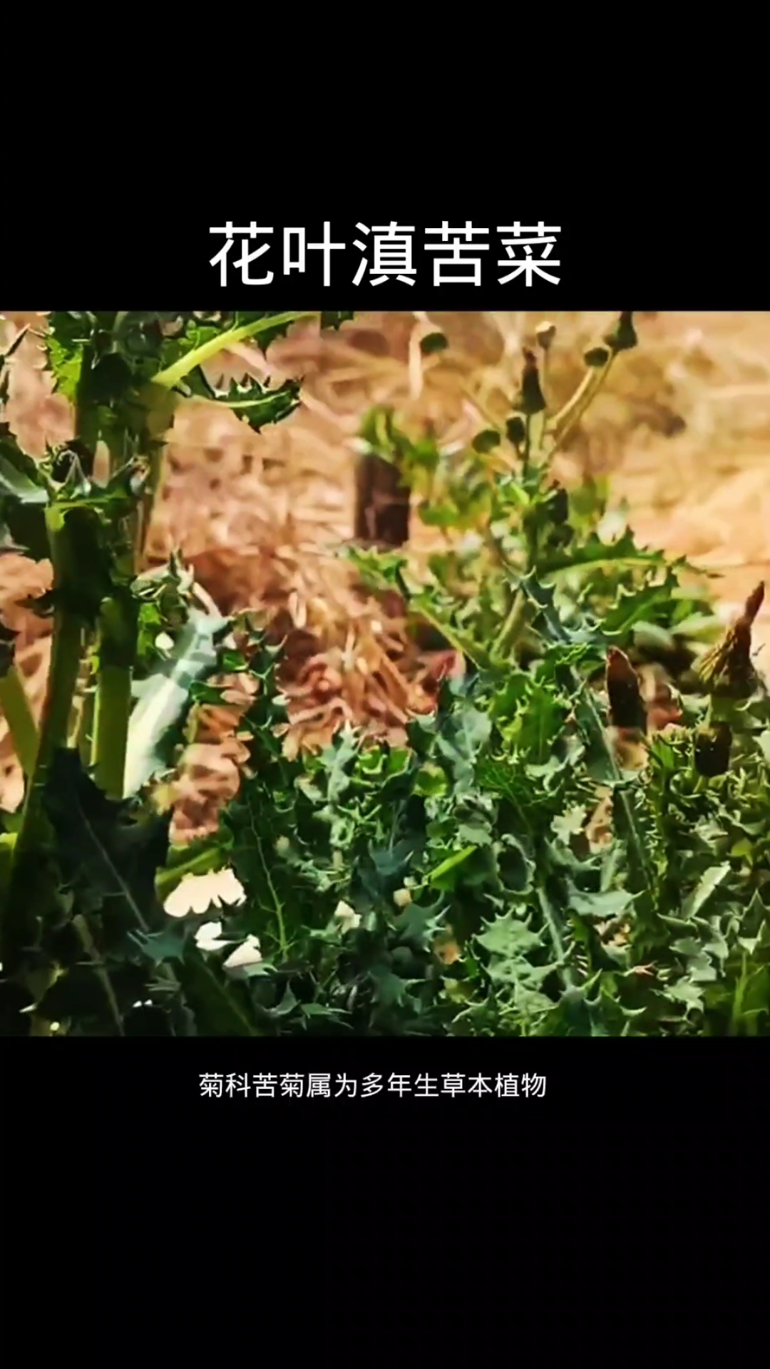 花叶滇苦菜,植物