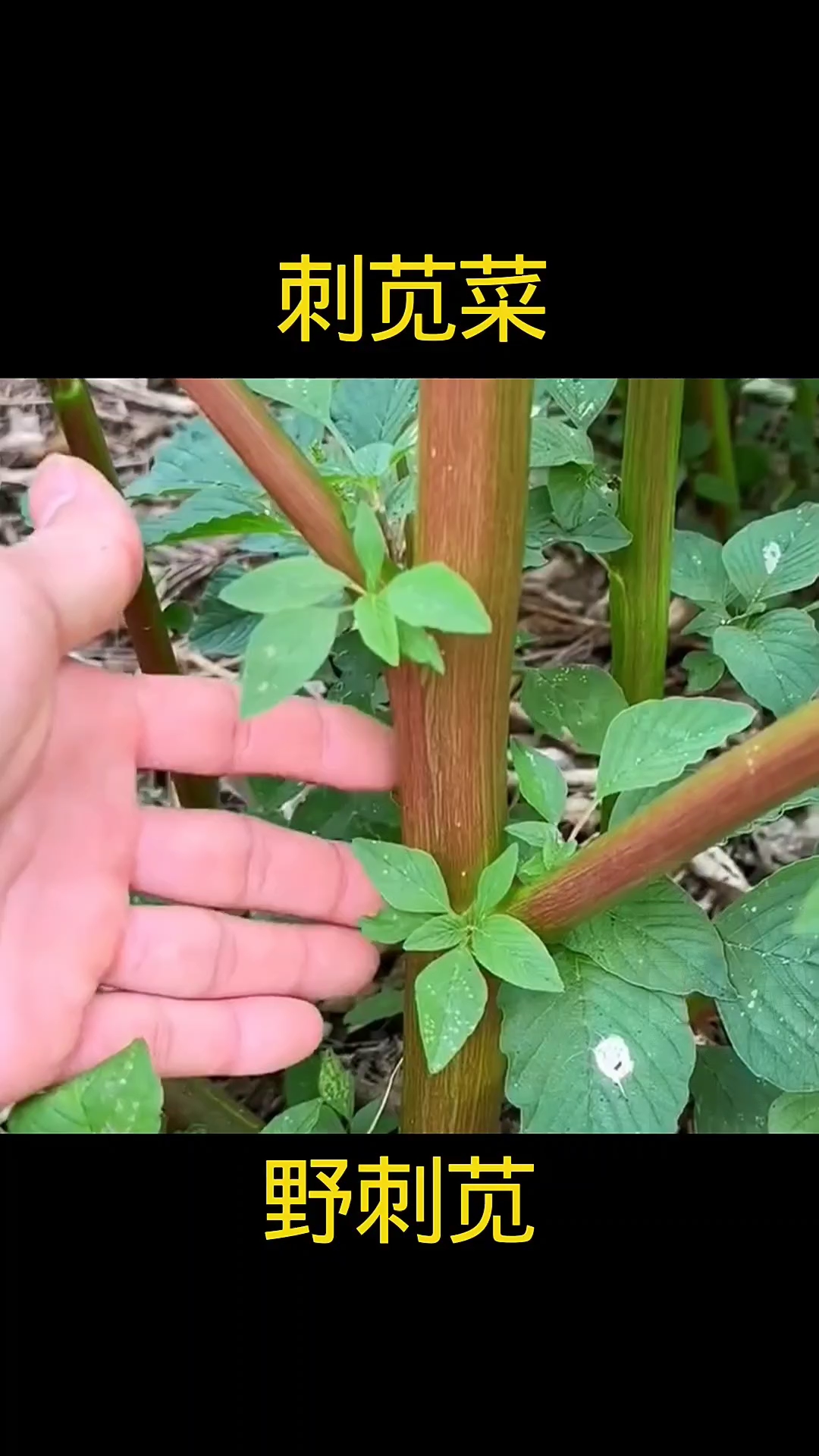 野刺苋,植物科普