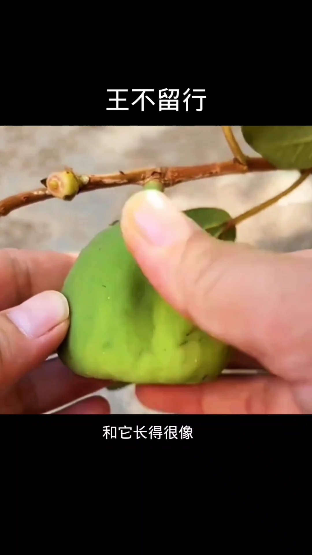 王不留行,植物科普