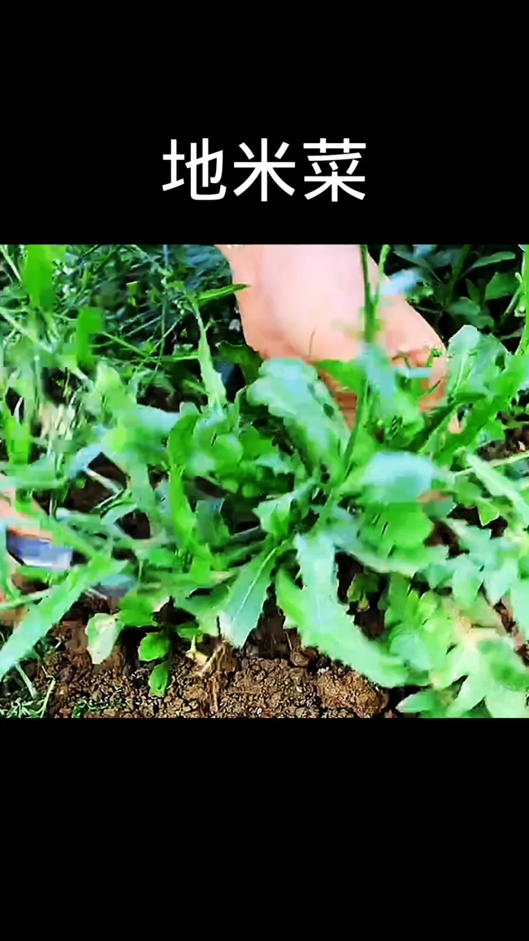 地米菜,植物科普