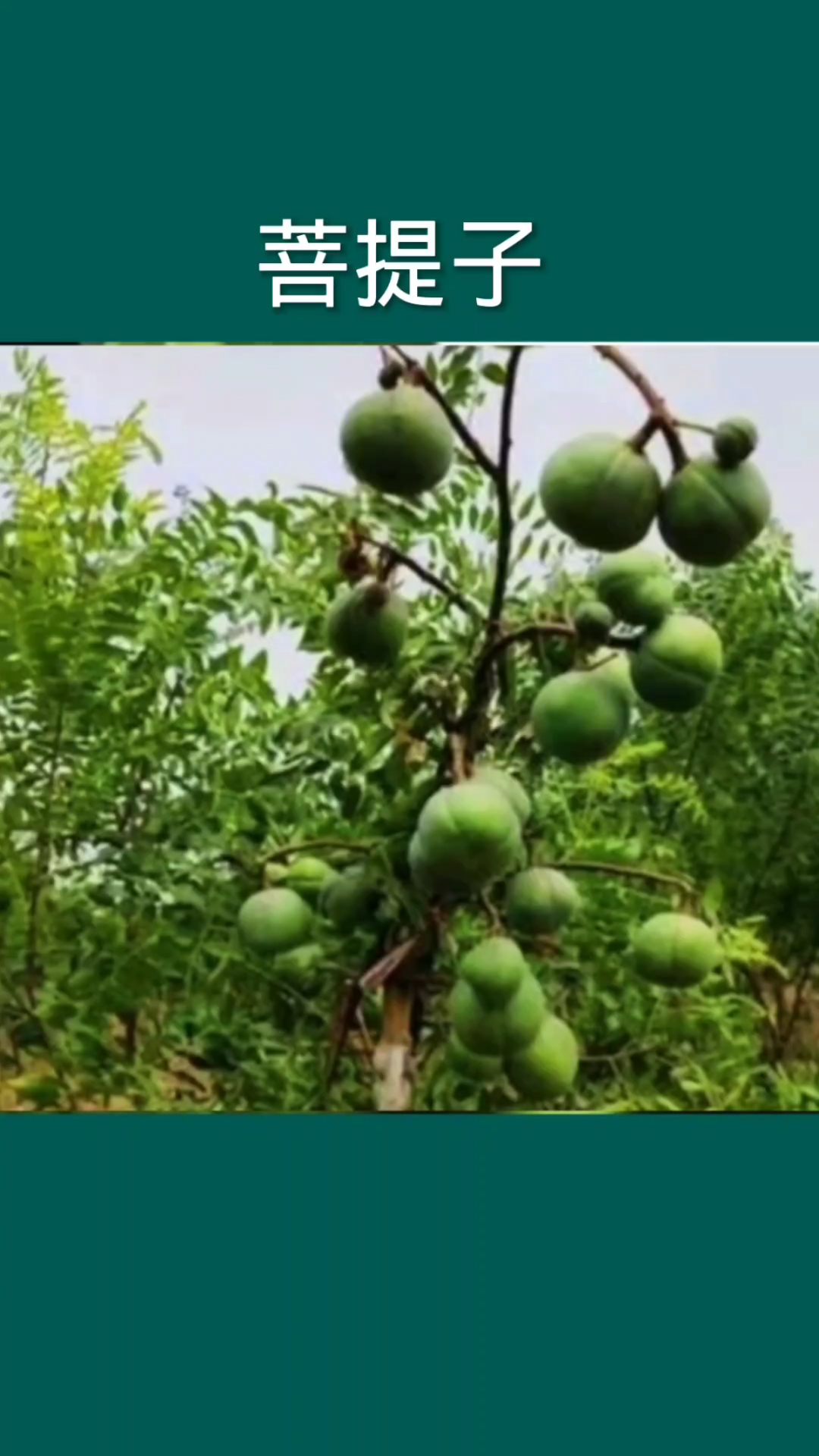 这个植物它叫菩提子