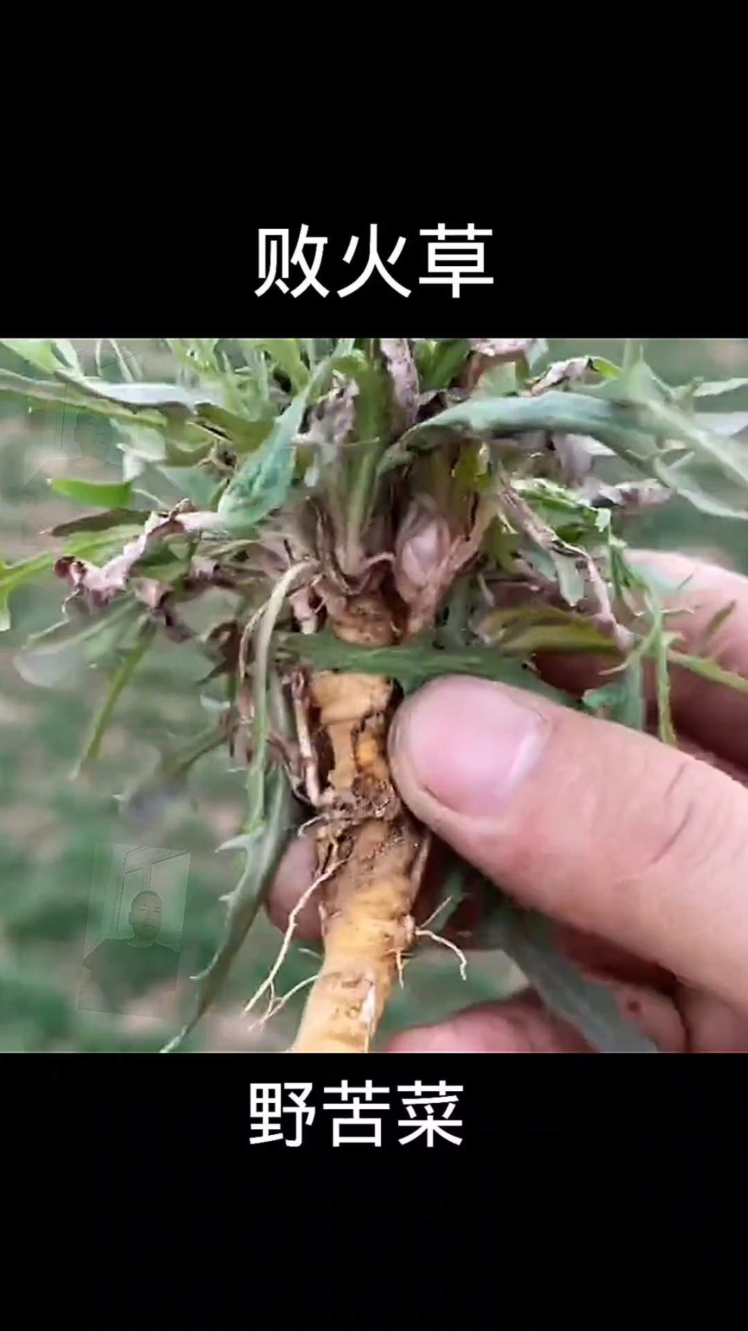 野苦菜,植物科普,植物