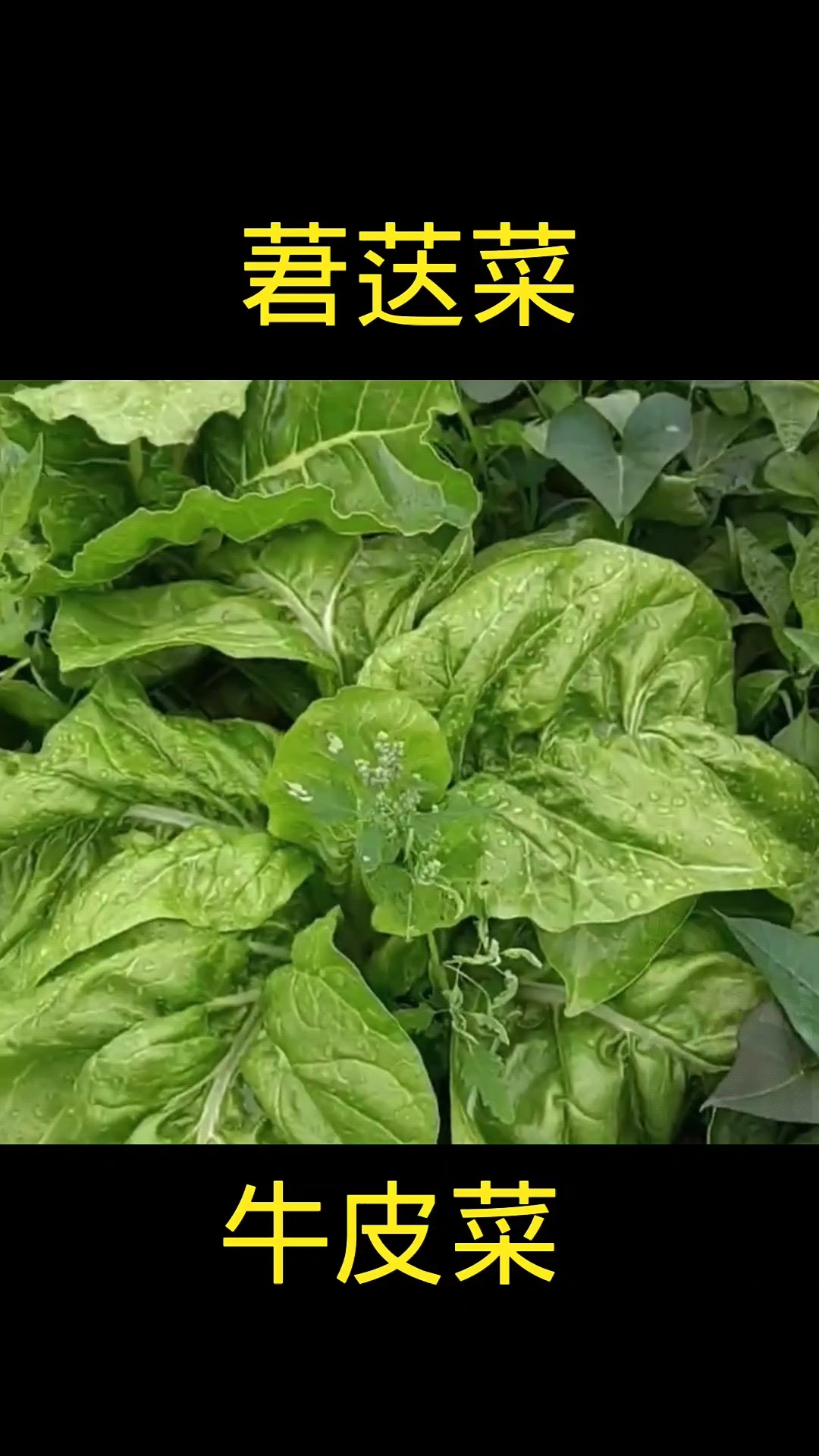 莙荙菜,植物,农村