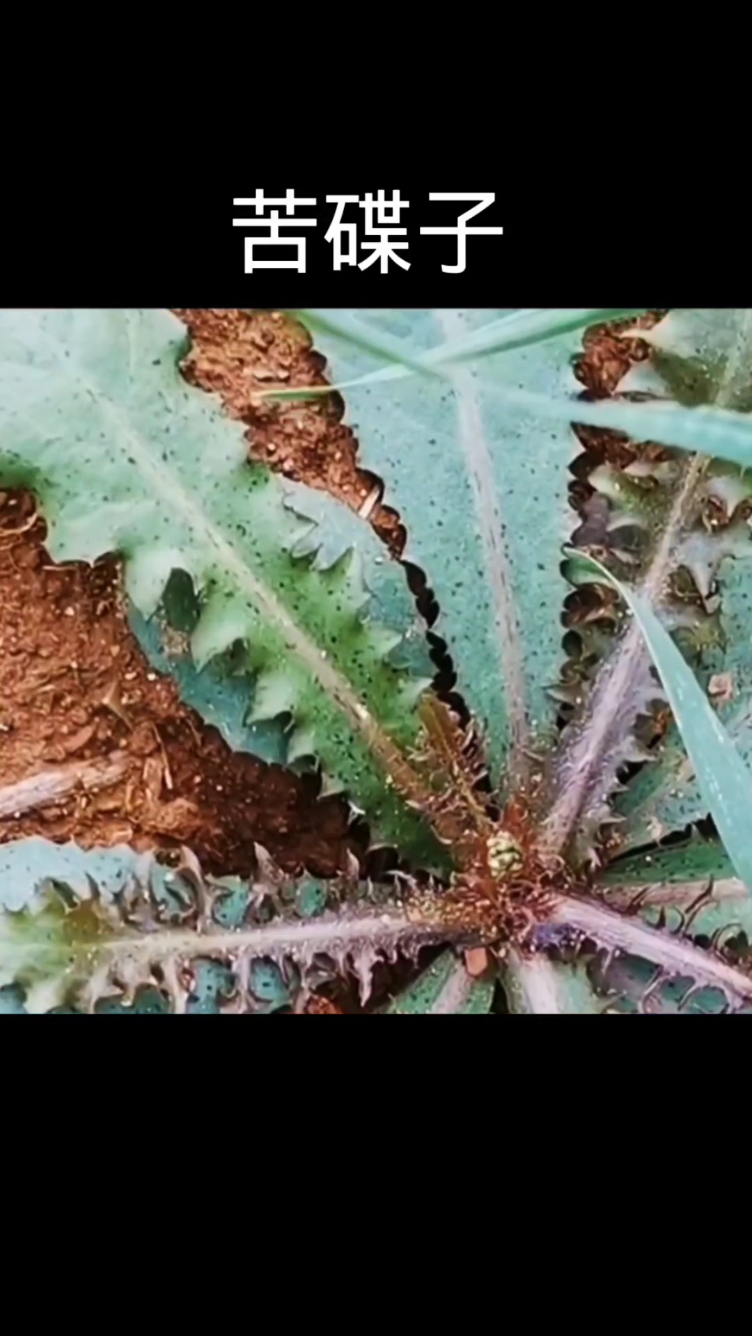 苦碟子,植物,植物科普