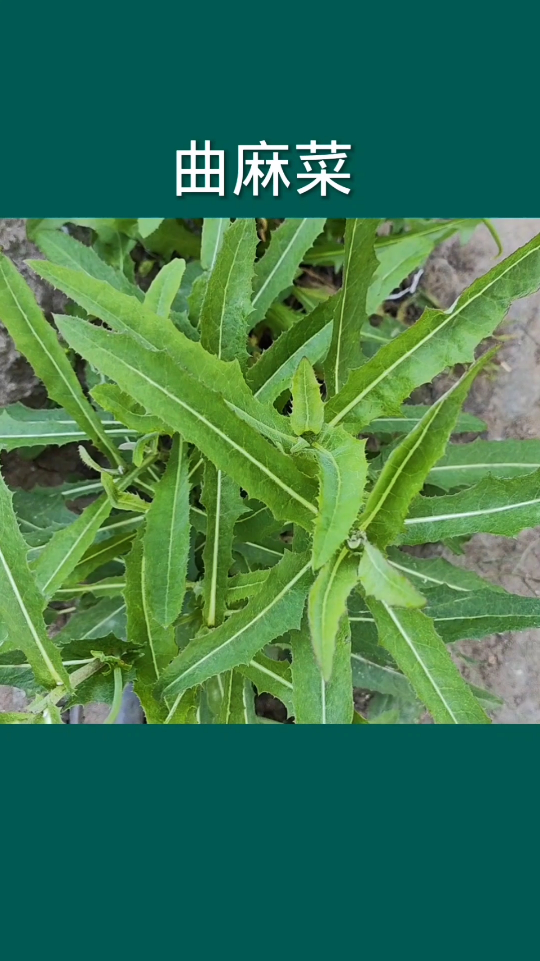 曲麻菜,植物,农村