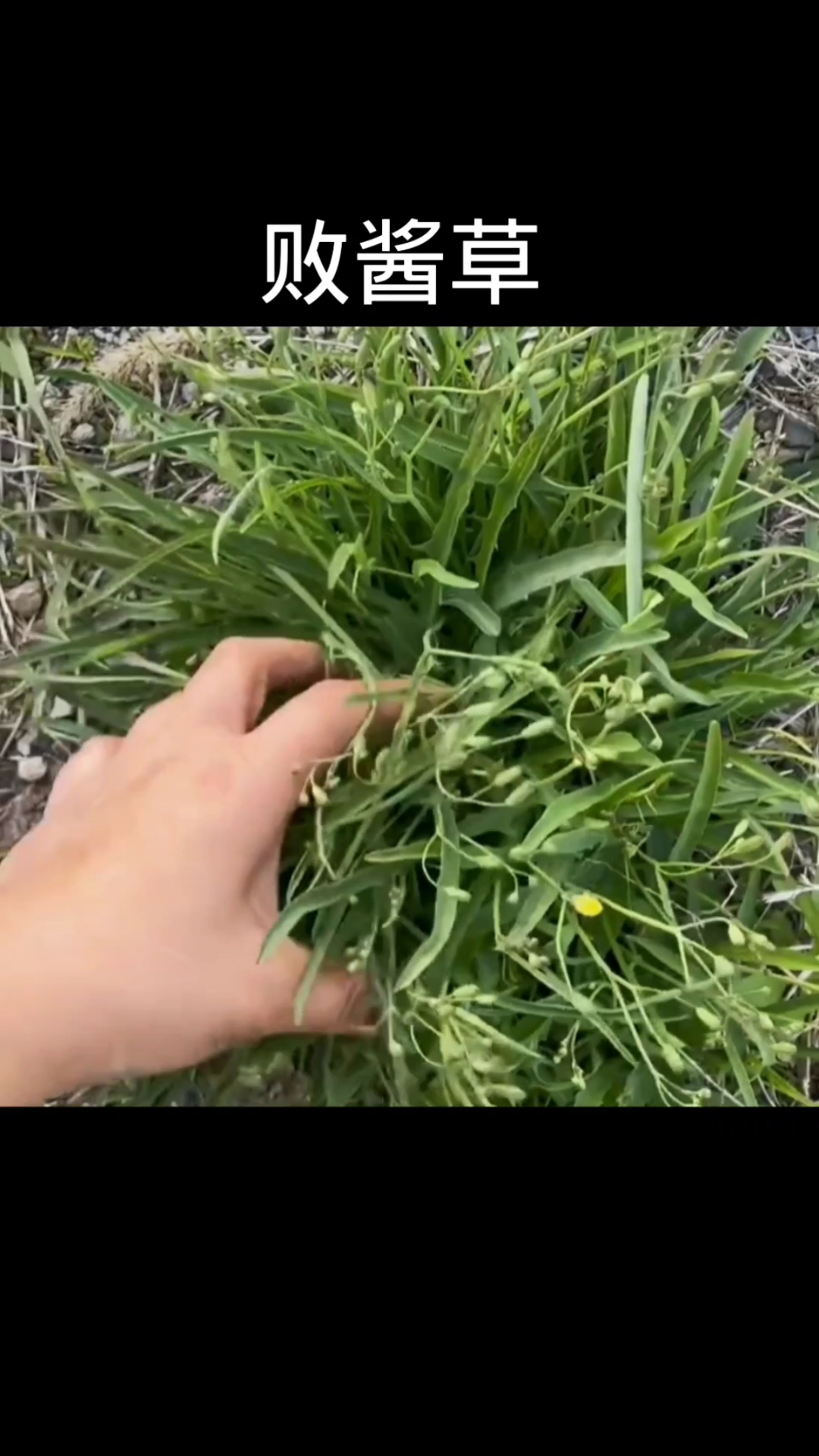 败酱草,植物科普