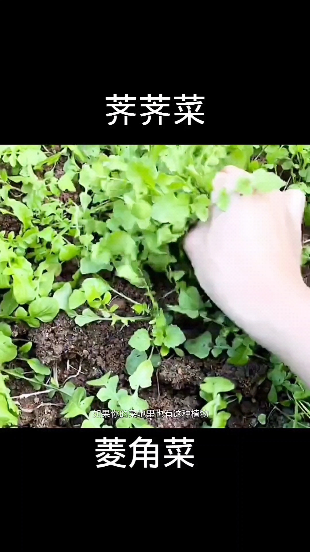 荠荠菜,植物科普,植物