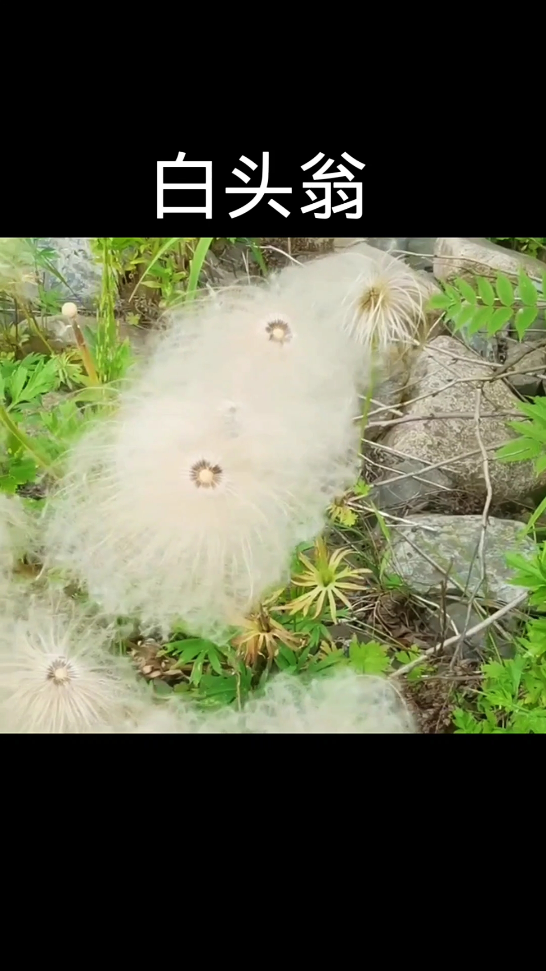 白头翁,植物,农村