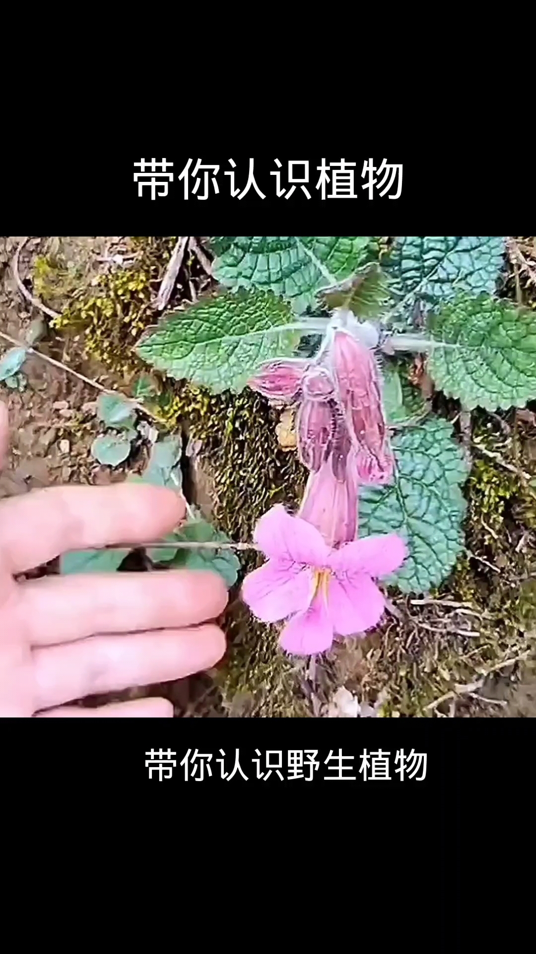 植物,农村,野生植物