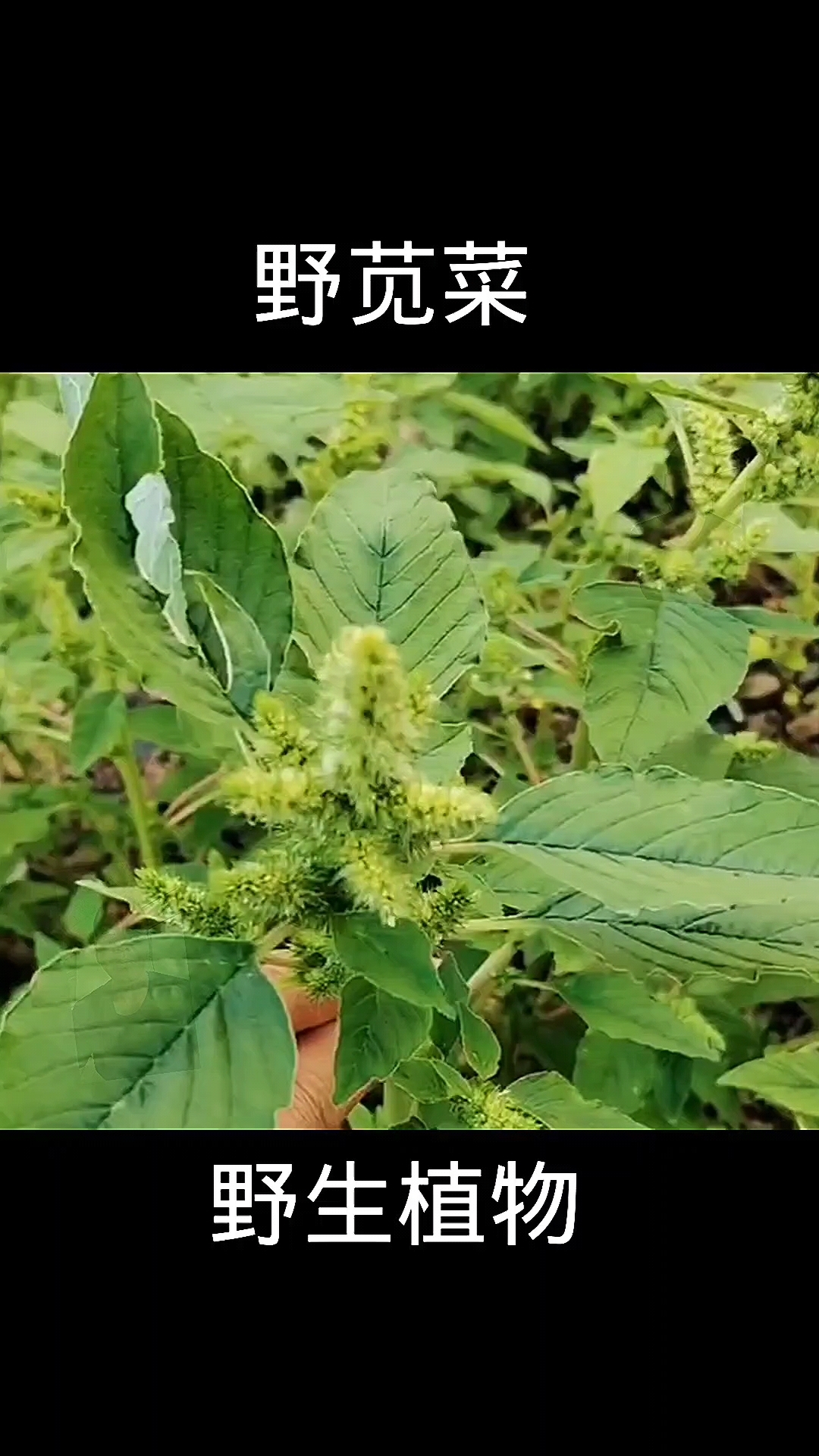 野苋菜,植物科普,植物
