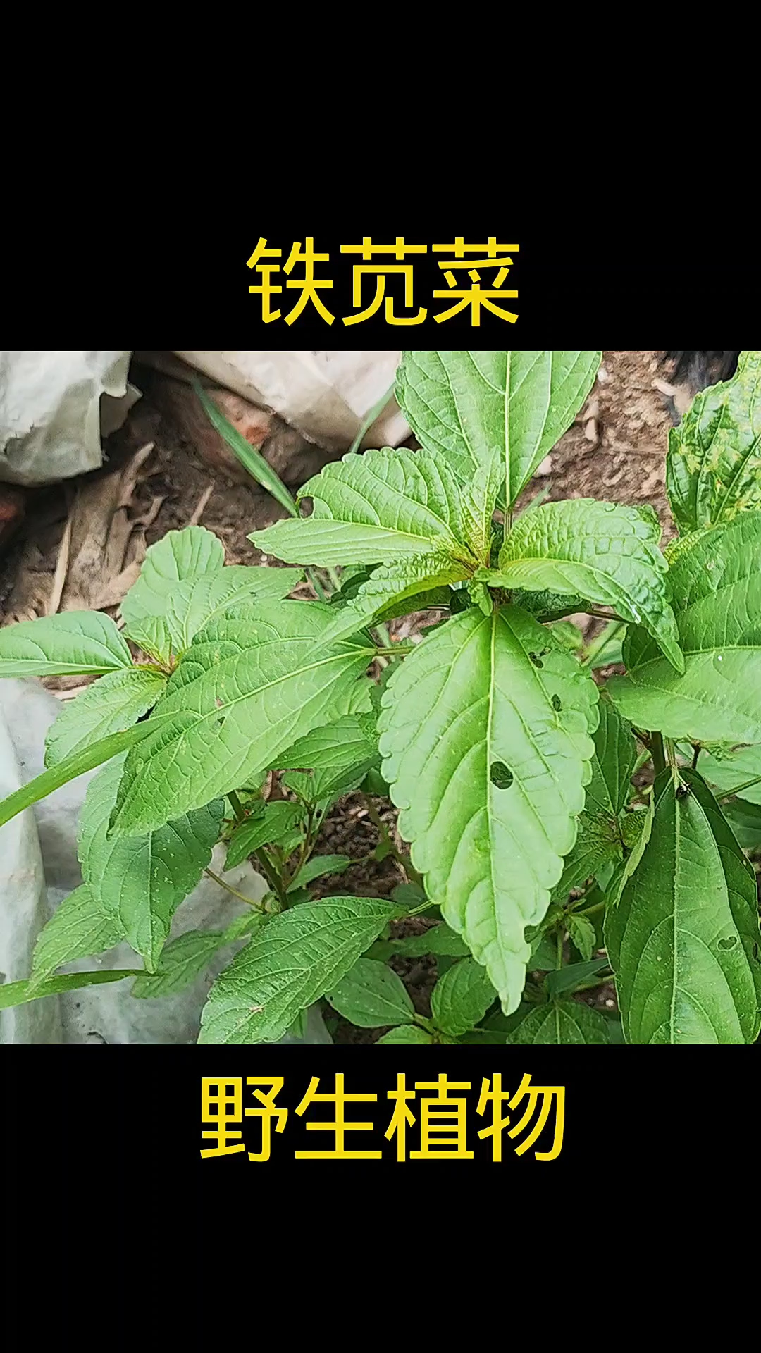 铁苋菜，植物科普