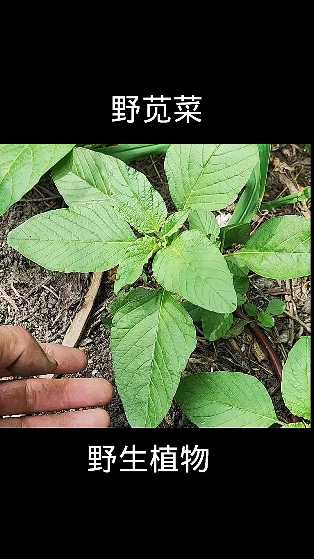 野苋菜,植物科普,植物