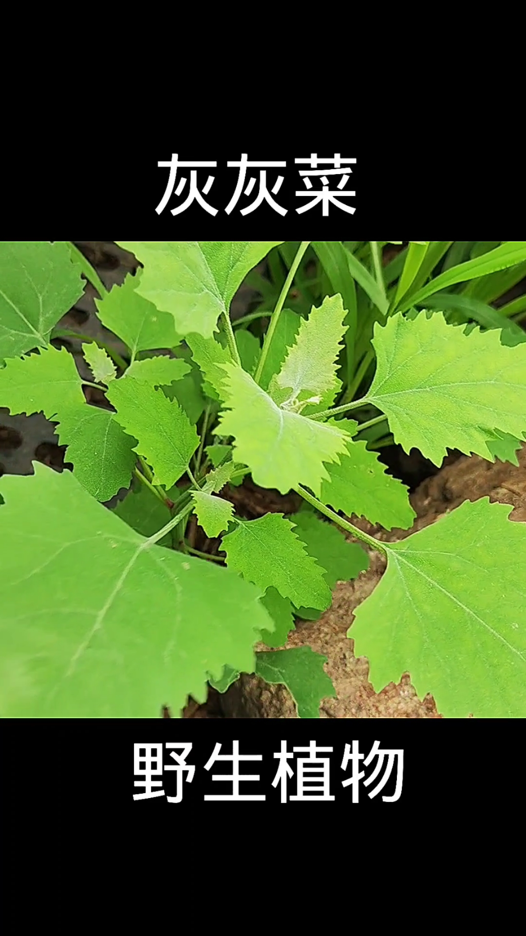 灰灰菜,植物科普,植物
