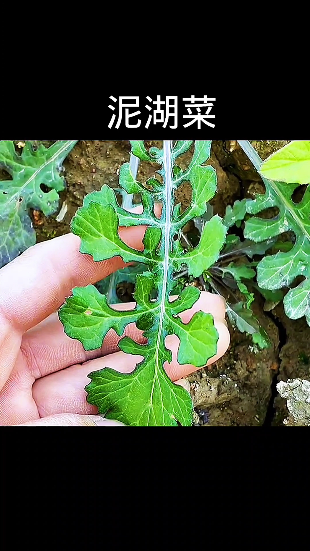 泥湖菜,植物科普