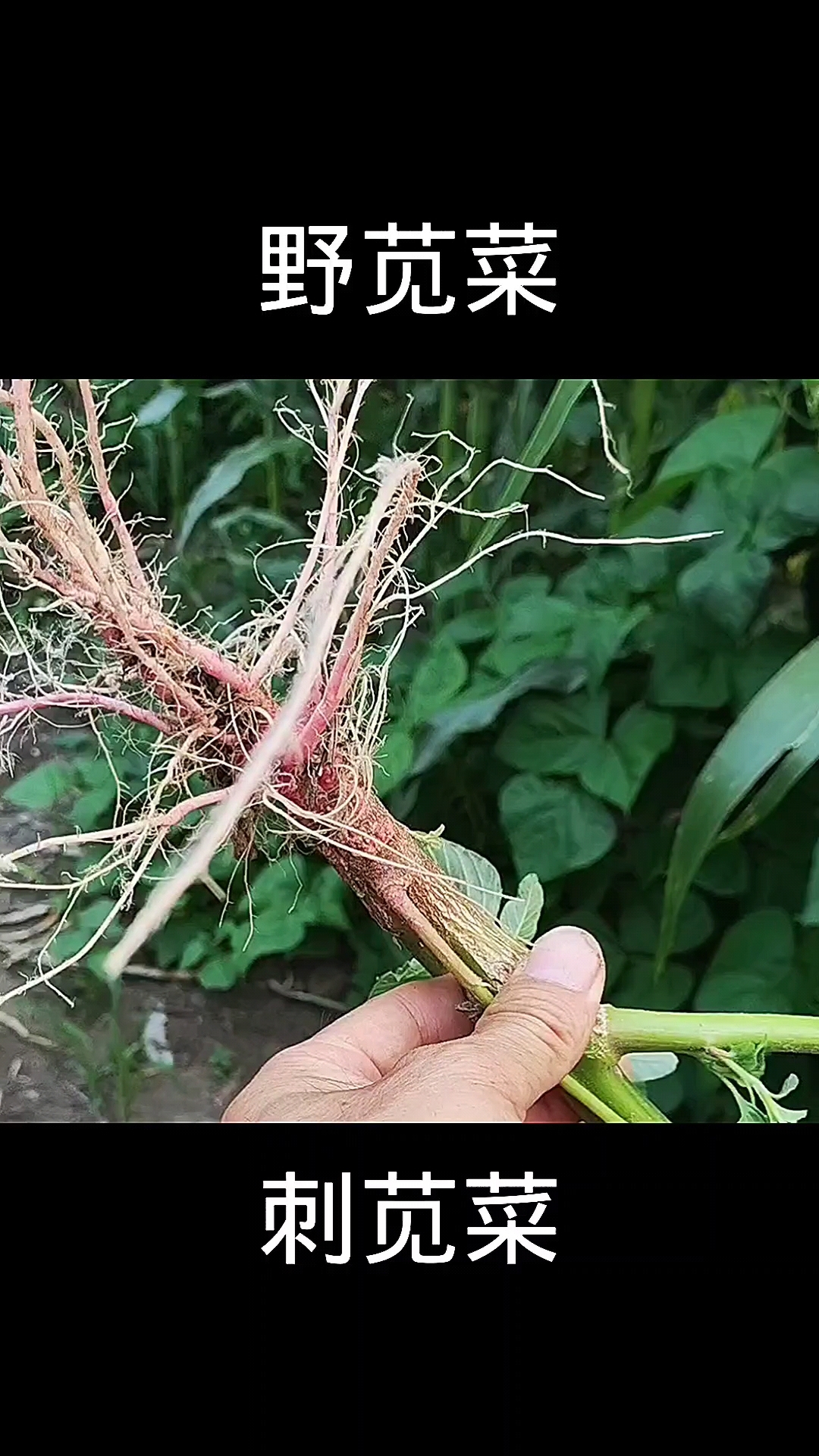 刺苋菜,植物,植物科普