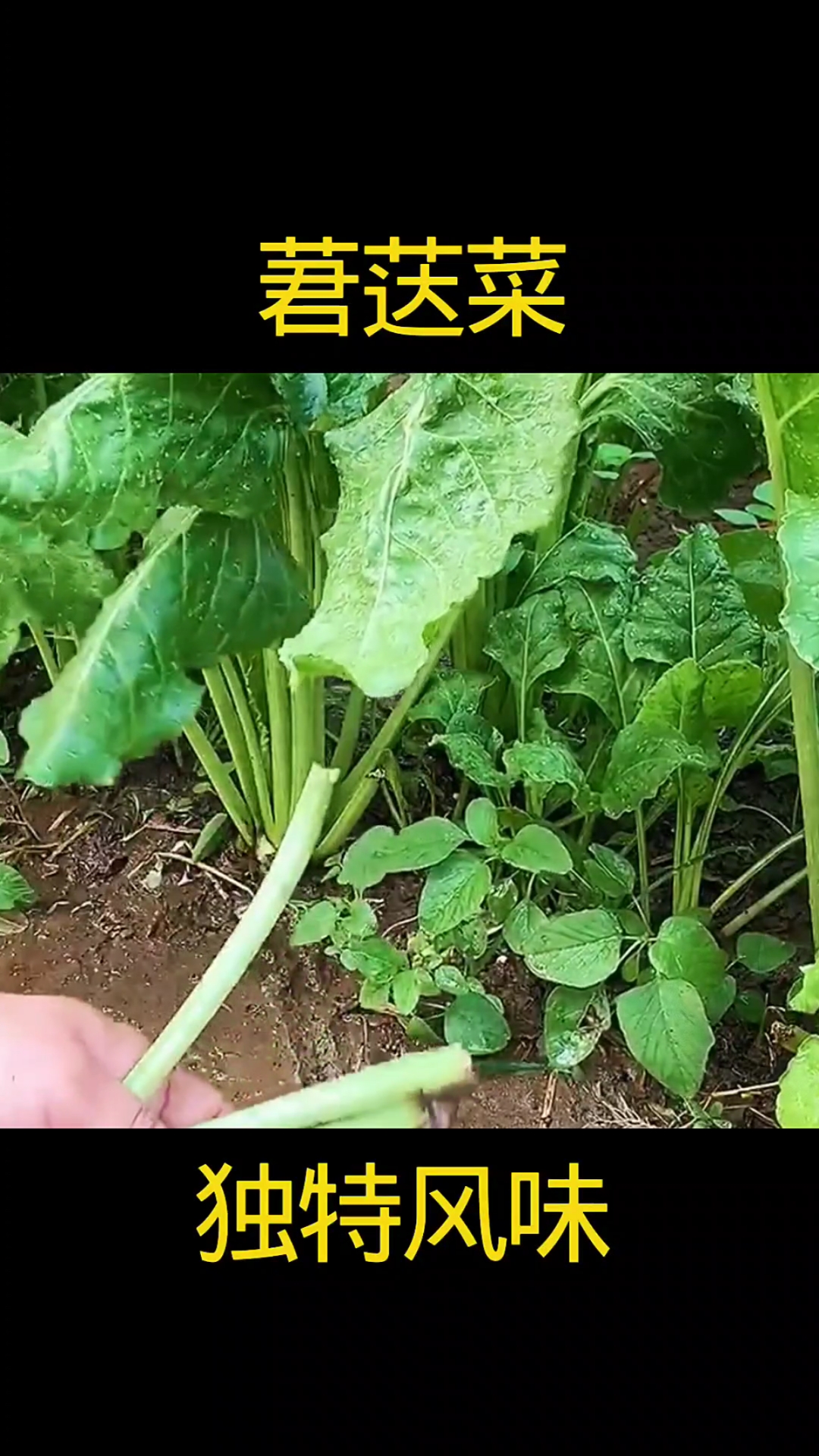 莙荙菜,植物科普