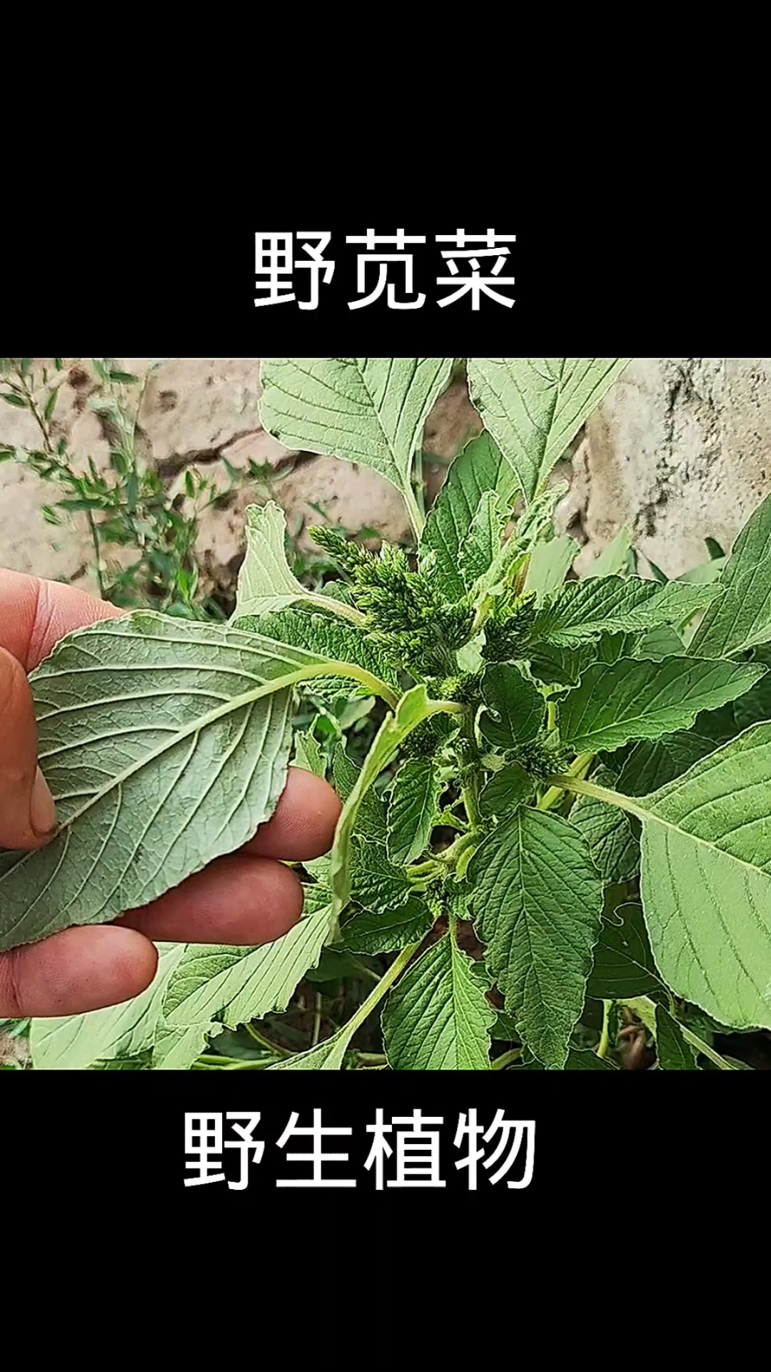 野苋菜,植物科普,植物