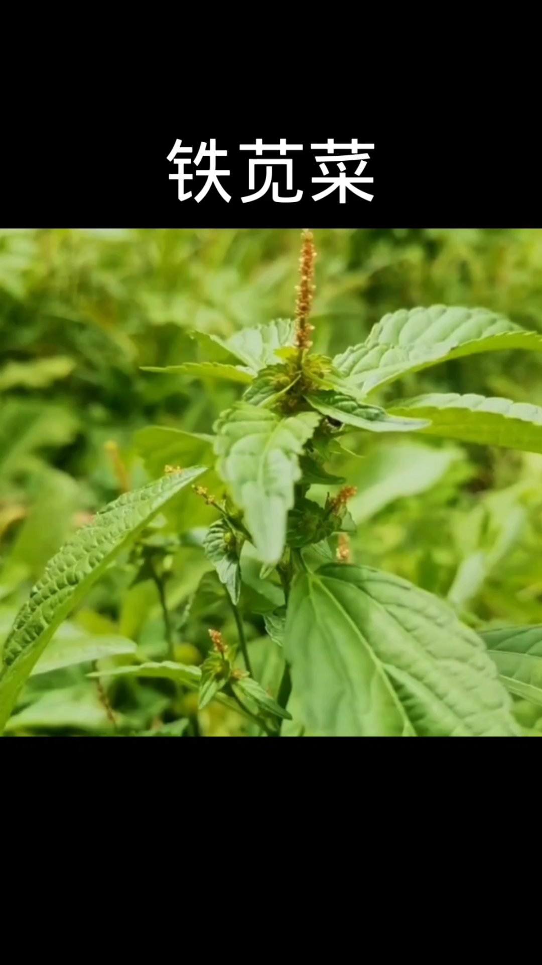 铁苋菜,植物,农村