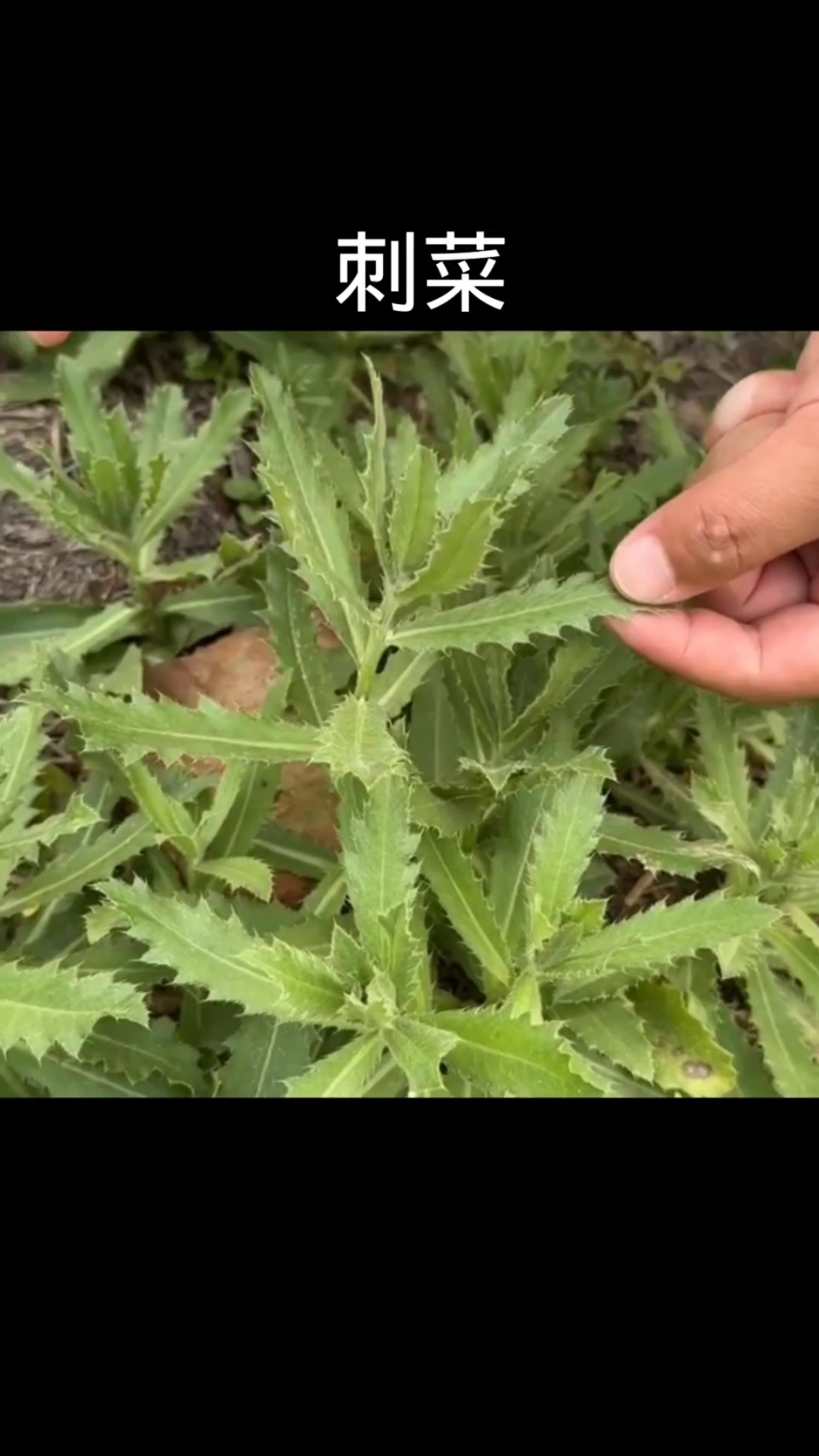 刺儿菜,植物科普