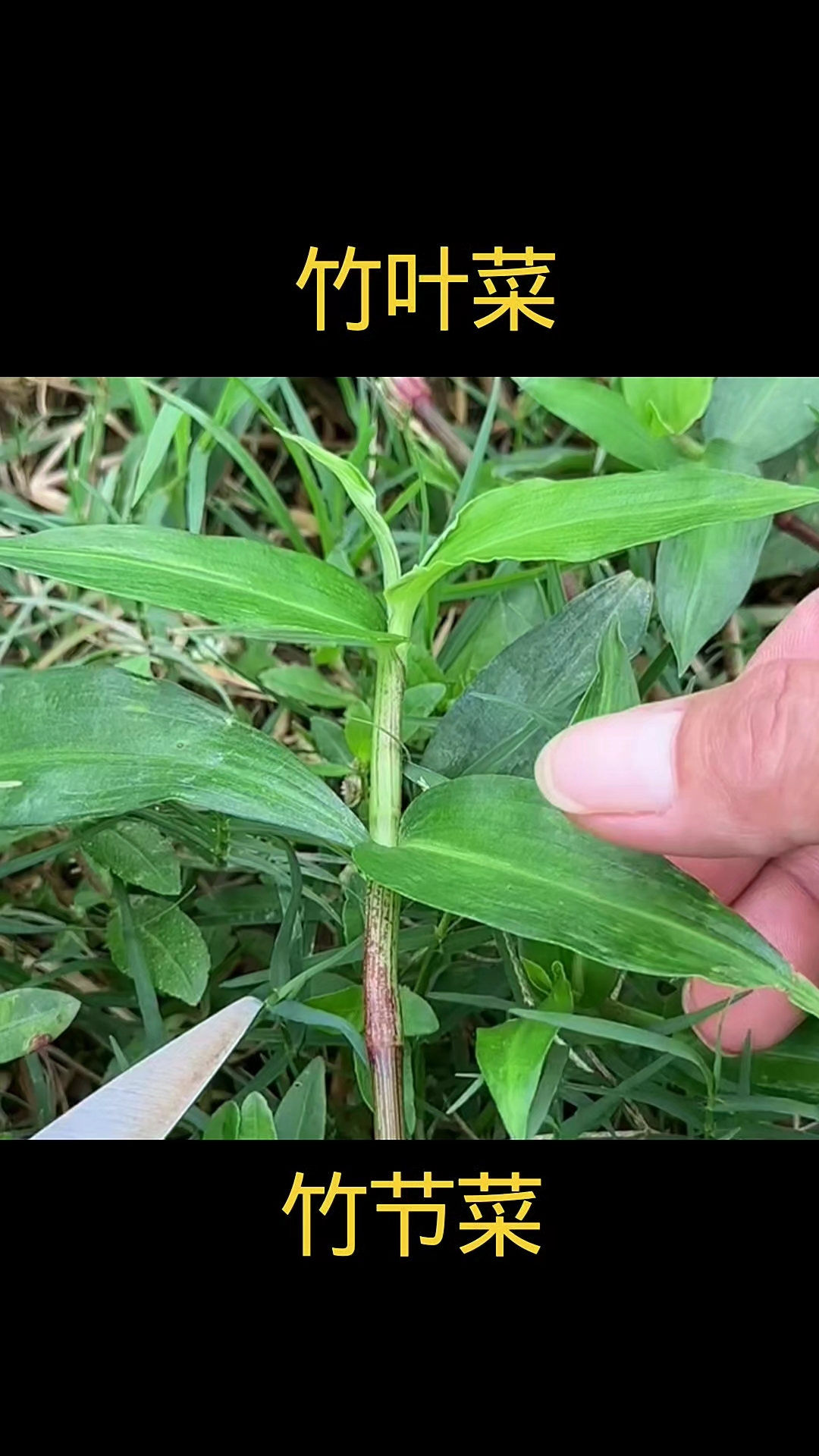 竹叶菜,植物科普,植物