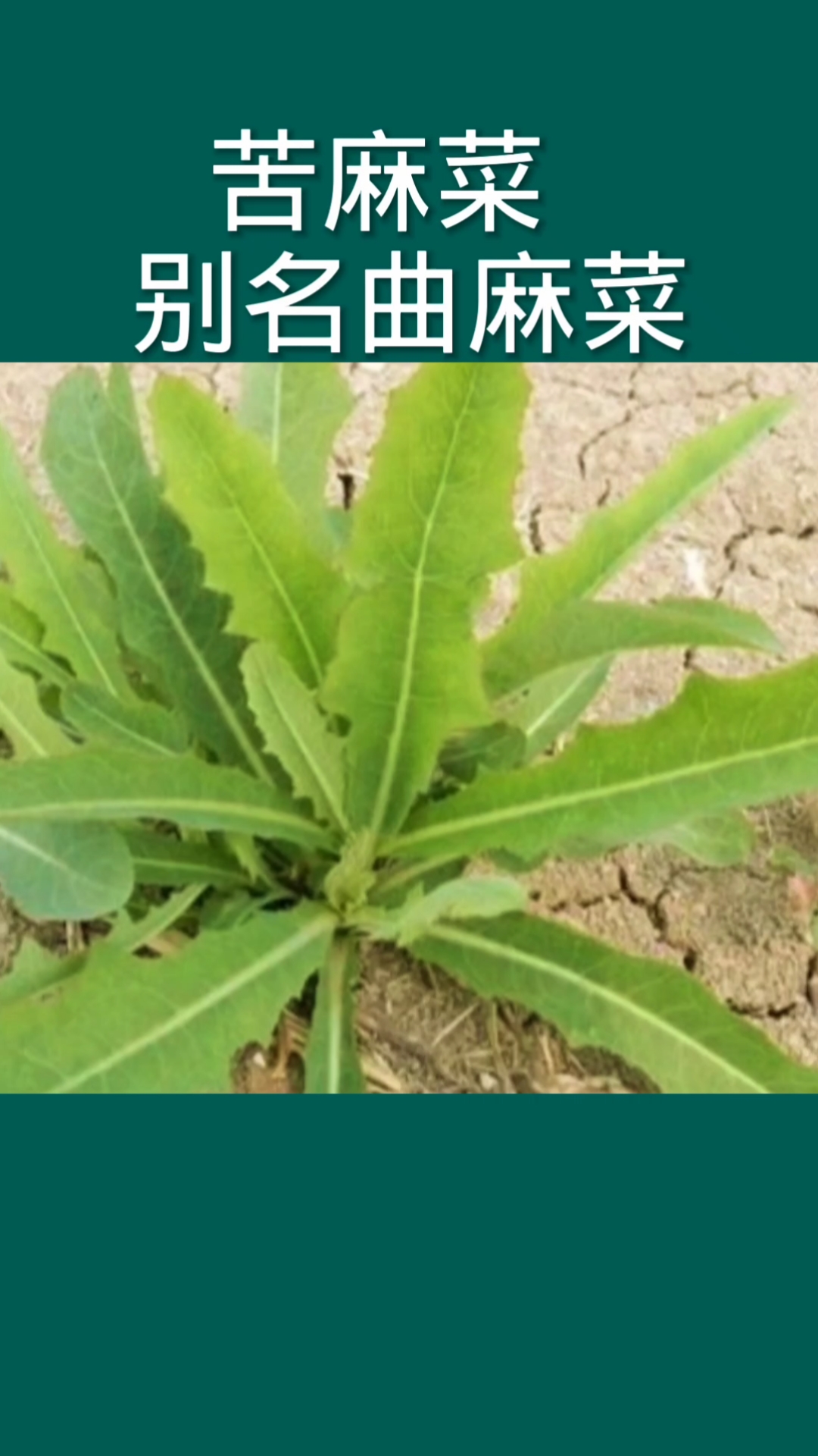 农村很好吃的野菜,曲麻菜,又叫苦麻菜