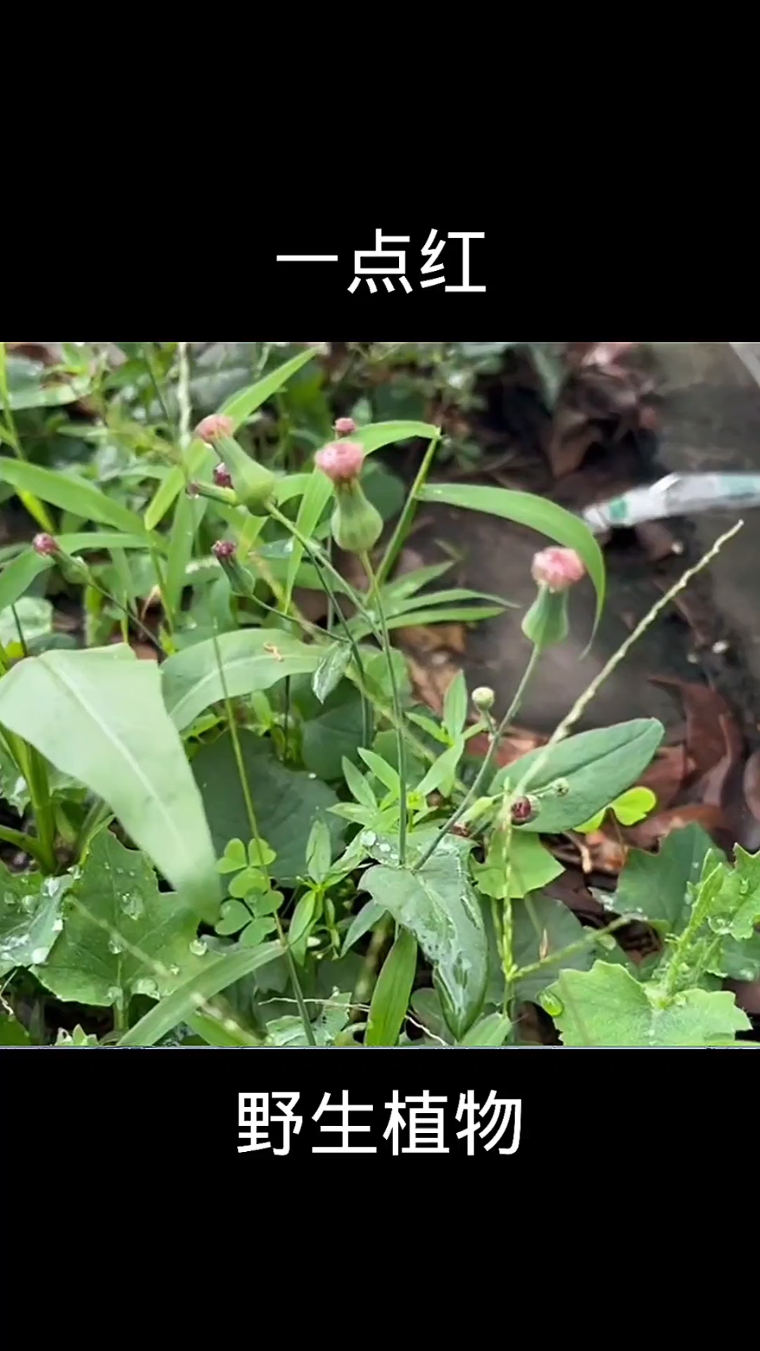 一点红,植物科普,植物