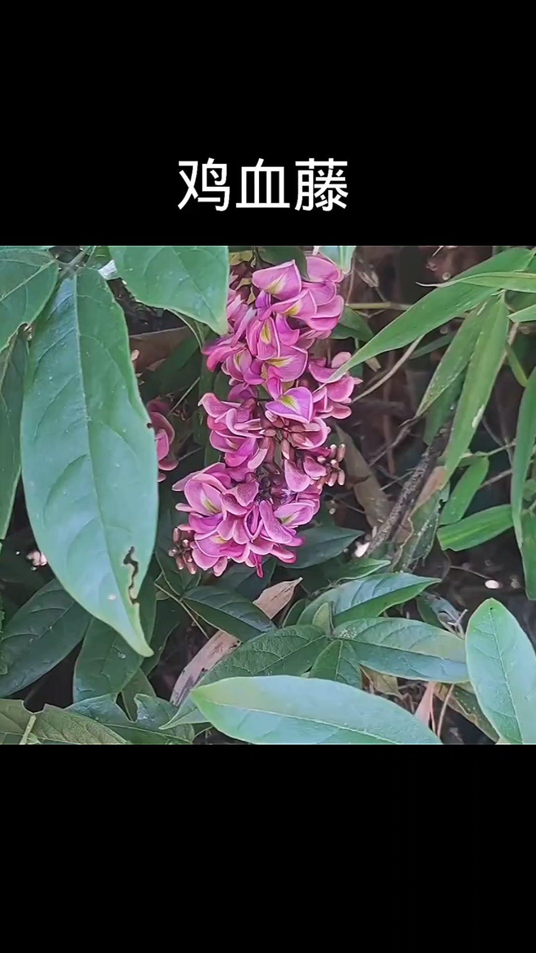 鸡血藤,植物,植物科普植物